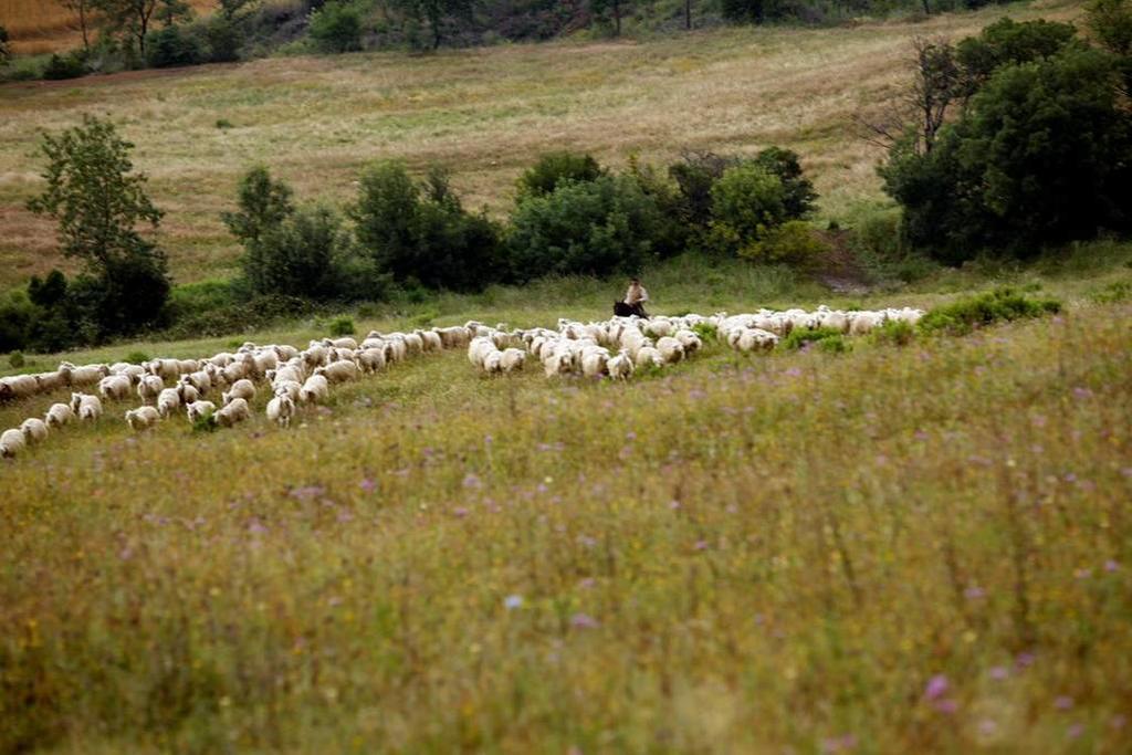 Fattoria Poggio Foco Villa Manciano Eksteriør bilde